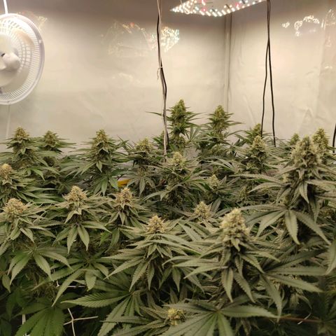 Northern Lights growlog timeline photo