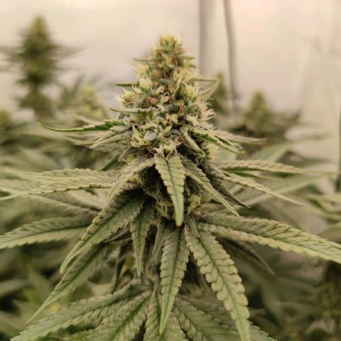 Northern Lights growlog timeline photo