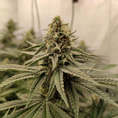 Northern Lights growlog timeline photo
