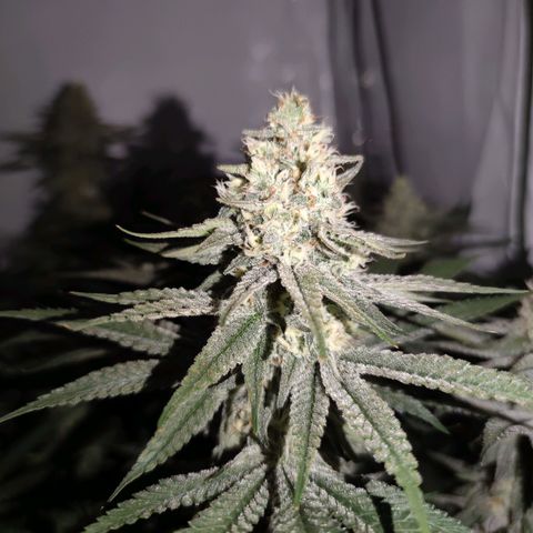 Northern Lights growlog timeline photo