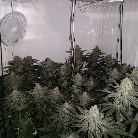 Northern Lights growlog timeline photo