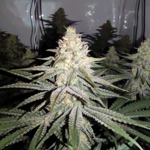 Northern Lights growlog timeline photo