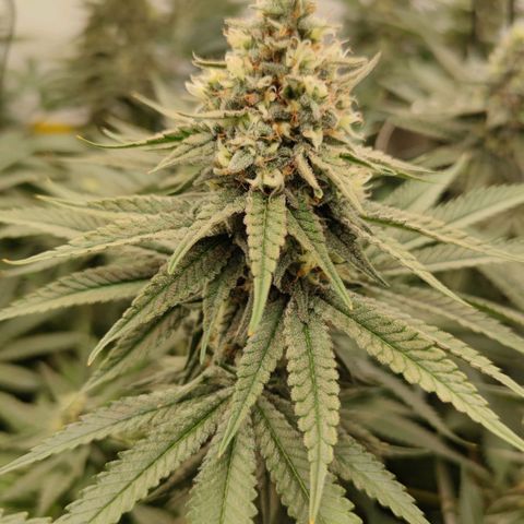 Northern Lights growlog timeline photo