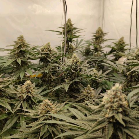 Northern Lights growlog timeline photo