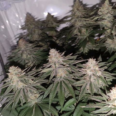 Northern Lights growlog timeline photo