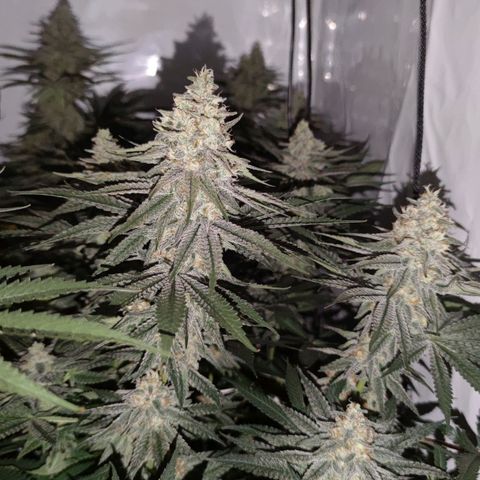 Northern Lights growlog timeline photo