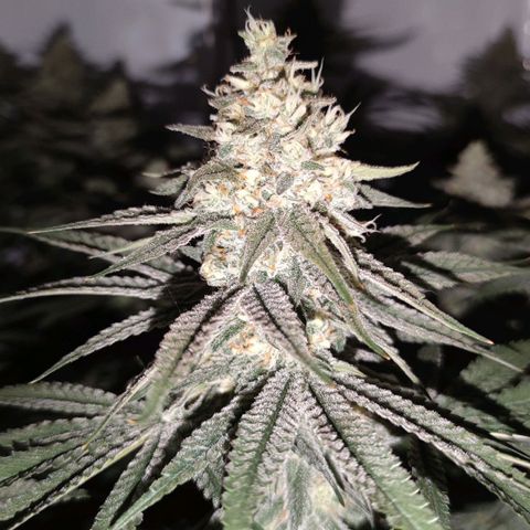 Northern Lights growlog timeline photo