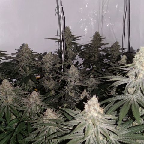 Northern Lights growlog timeline photo