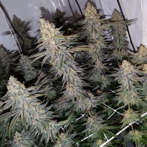 Northern Lights growlog timeline photo