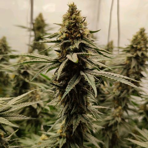 Northern Lights growlog timeline photo