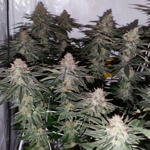 Northern Lights growlog timeline photo