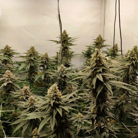 Northern Lights growlog timeline photo