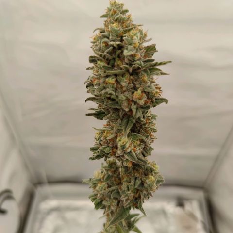 Northern Lights growlog timeline photo