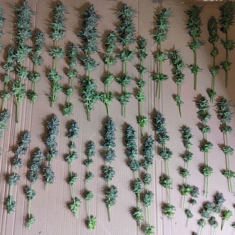 Northern Lights growlog timeline photo