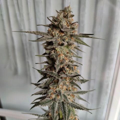 Northern Lights growlog timeline photo