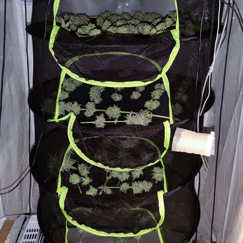 Northern Lights growlog timeline photo