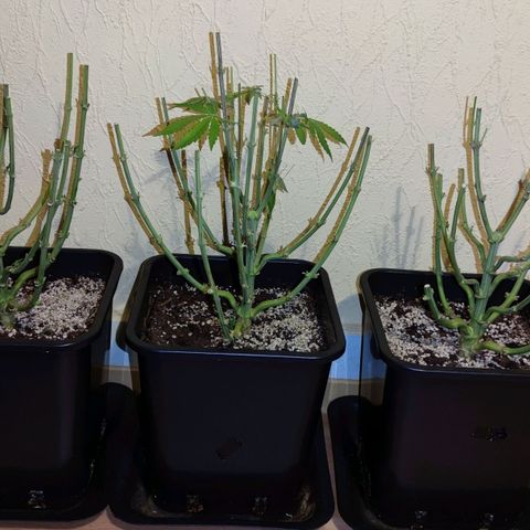 Northern Lights growlog timeline photo
