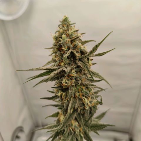 Northern Lights growlog timeline photo