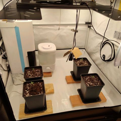 Runtz growlog timeline photo