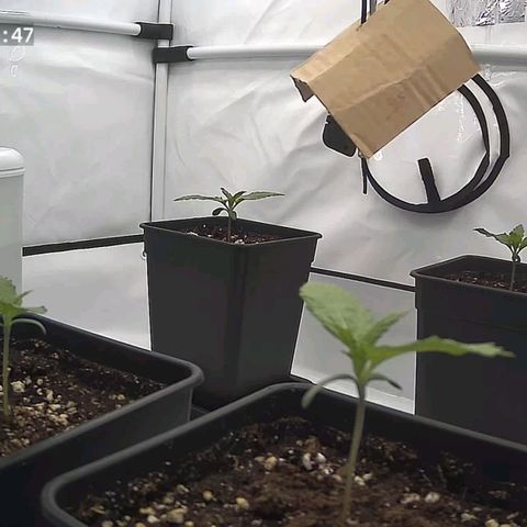 Runtz growlog timeline photo