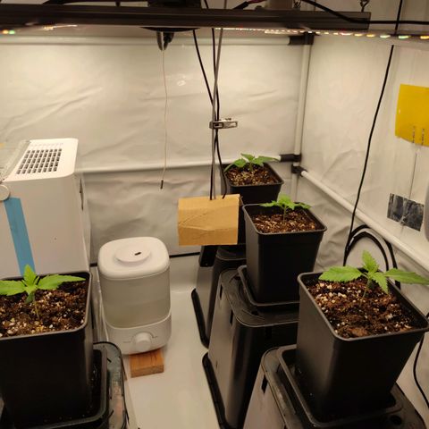 Runtz growlog timeline photo