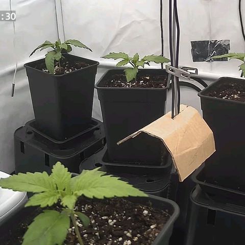 Runtz growlog timeline photo