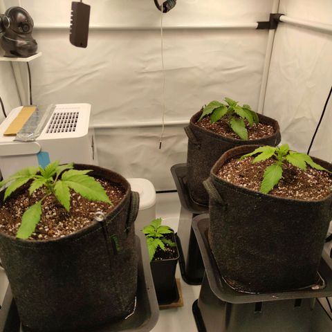 Runtz growlog timeline photo