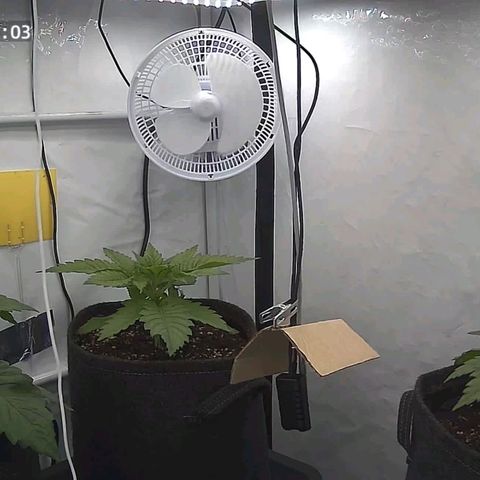 Runtz growlog timeline photo