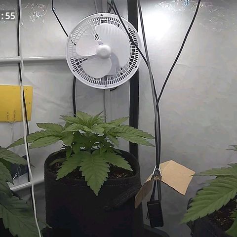 Runtz growlog timeline photo