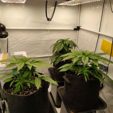 Runtz growlog timeline photo