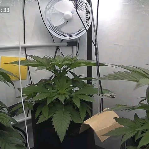 Runtz growlog timeline photo