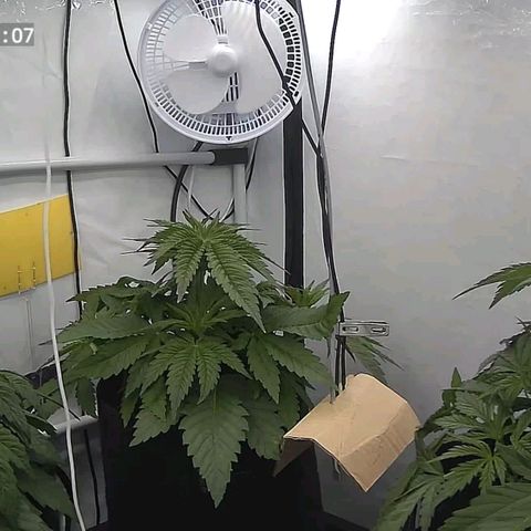 Runtz growlog timeline photo