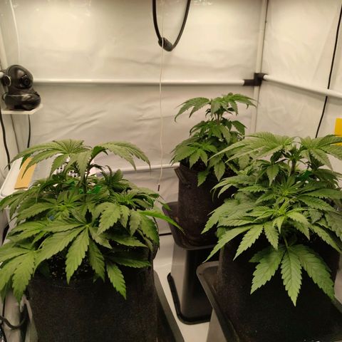 Runtz growlog timeline photo