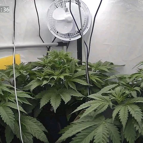 Runtz growlog timeline photo