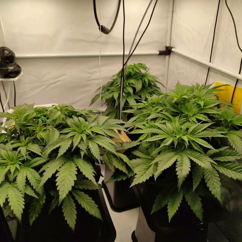 Runtz growlog timeline photo