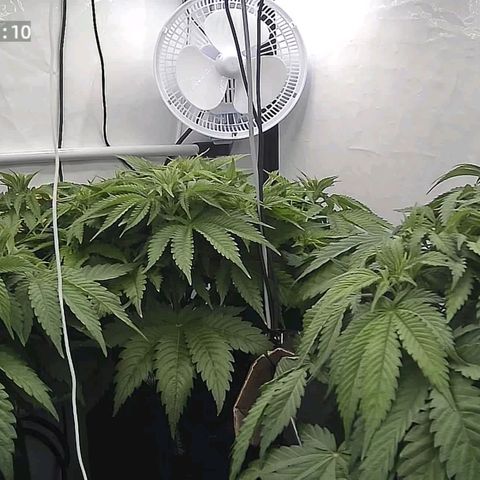 Runtz growlog timeline photo