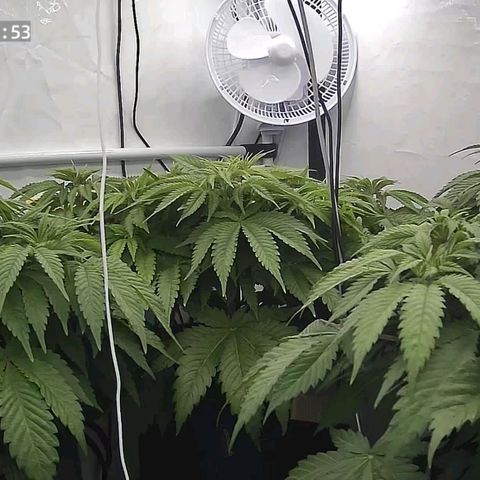 Runtz growlog timeline photo