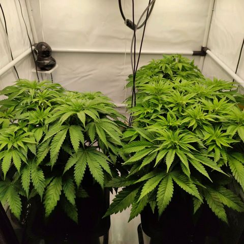Runtz growlog timeline photo