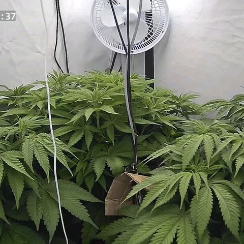 Runtz growlog timeline photo