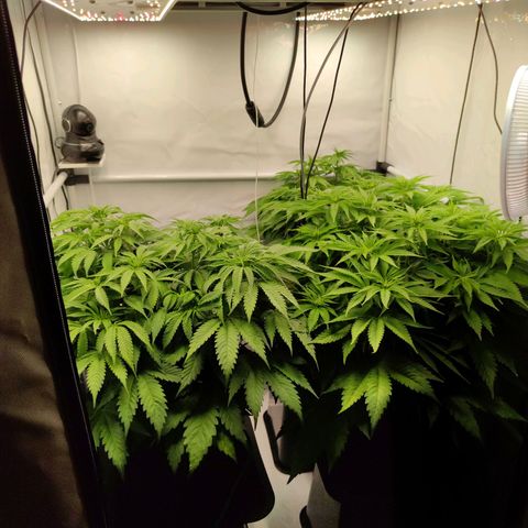 Runtz growlog timeline photo
