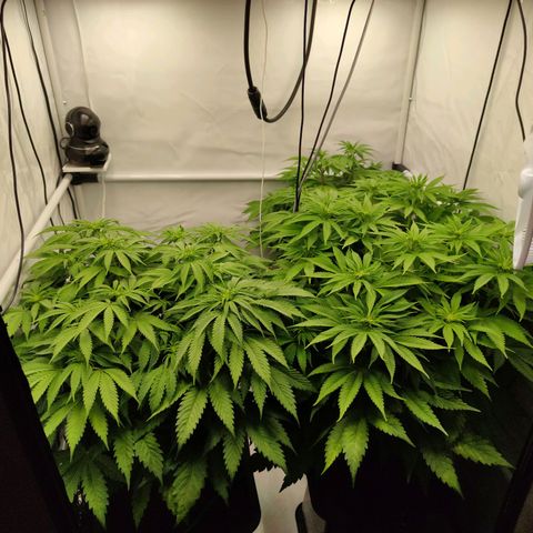 Runtz growlog timeline photo