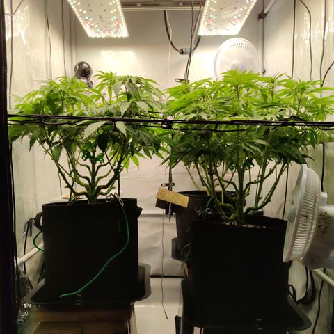 Runtz growlog timeline photo