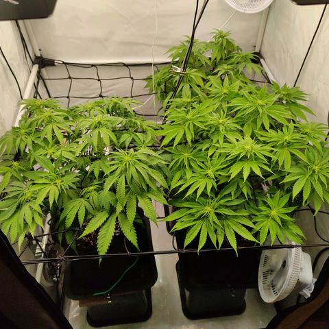 Runtz growlog timeline photo