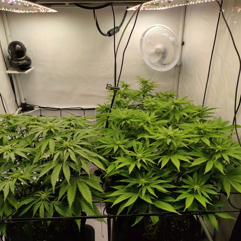 Runtz growlog timeline photo