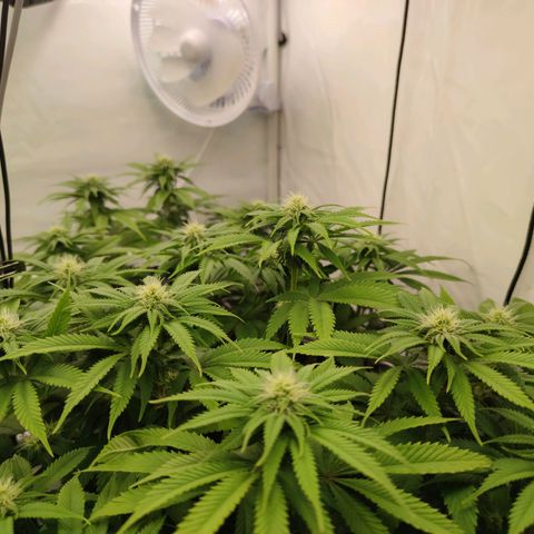Runtz growlog timeline photo