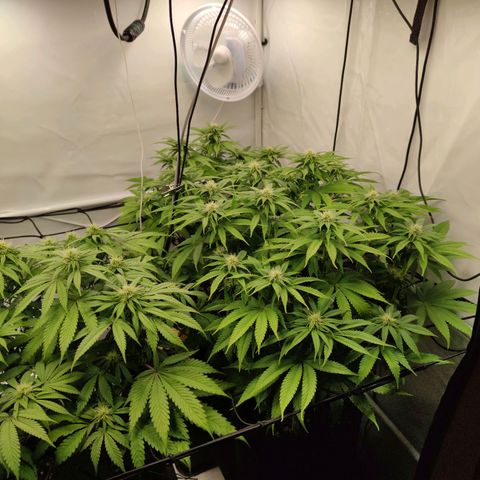 Runtz growlog timeline photo
