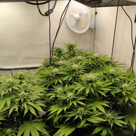 Runtz growlog timeline photo
