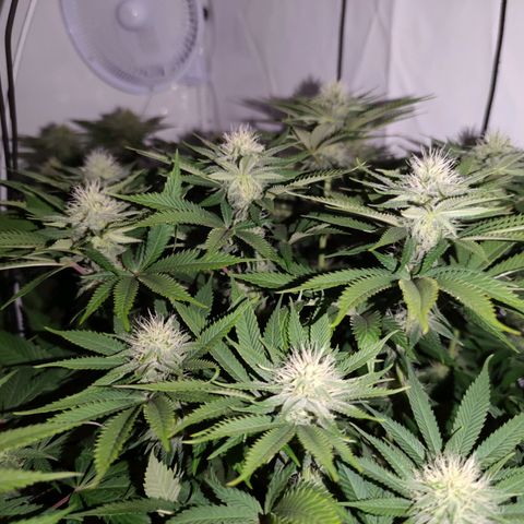 Runtz growlog timeline photo