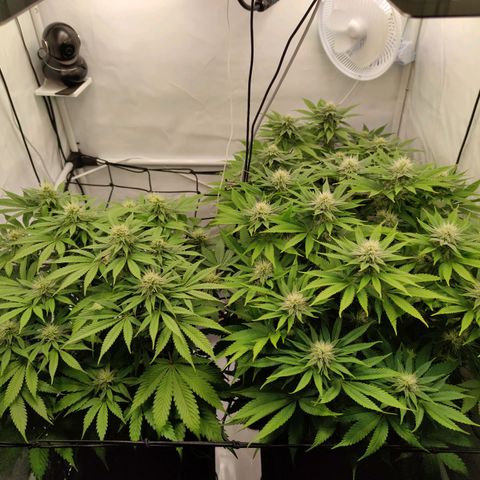 Runtz growlog timeline photo