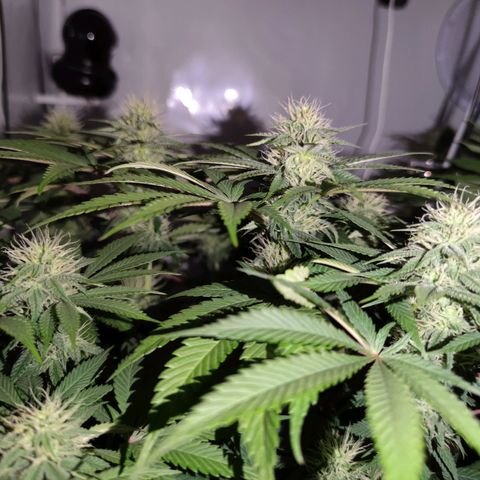 Runtz growlog timeline photo